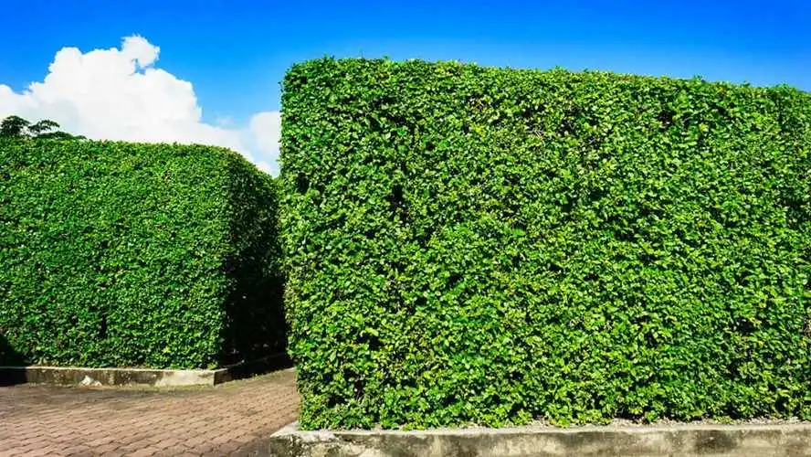 门头沟矿区绿化工程 门头沟矿区绿化工程